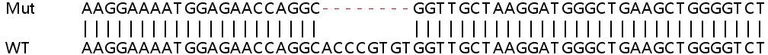 Sanger Sequencing - Human PTTG1 (Securin) knockout HEK-293T cell line (AB266231)