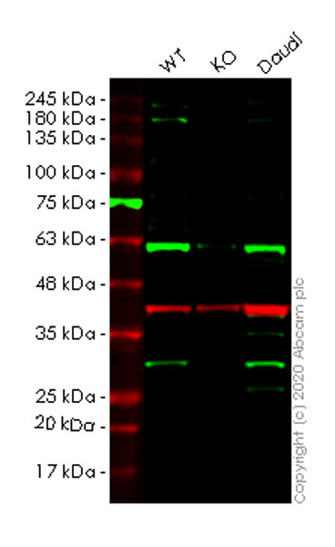 Human PTTG1 (Securin) knockout HEK-293T cell line
