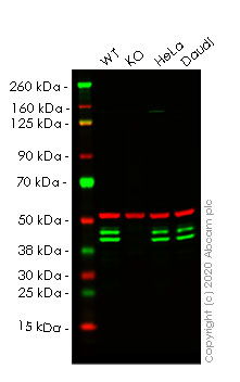 Western blot - Human PUS1 knockout HEK-293T cell line (AB266091)