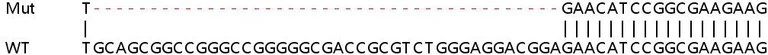 Sanger Sequencing - Human PUS1 knockout HEK-293T cell lysate (AB258158)