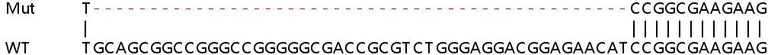 Sanger Sequencing - Human PUS1 knockout HEK-293T cell lysate (AB258158)