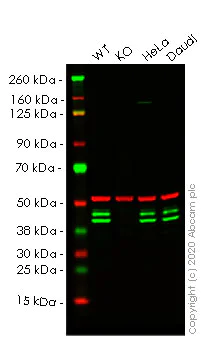 Western blot - Human PUS1 knockout HEK-293T cell lysate (AB258158)
