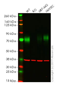 Western blot - Human PVR (Poliovirus Receptor) knockout A549 cell line (AB261877)