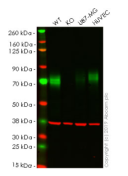 Western blot - Human PVR (Poliovirus Receptor) knockout A549 cell lysate (AB261686), expandable thumbnail