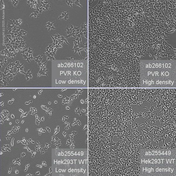 Cell Culture - Human PVR (Poliovirus Receptor) knockout HEK-293T cell line (AB266102)