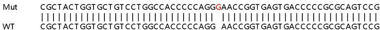 Sanger Sequencing - Human PVR (Poliovirus Receptor) knockout HEK-293T cell line (AB266102)