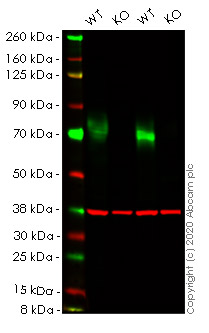 Human PVR (Poliovirus Receptor) knockout HEK-293T cell line