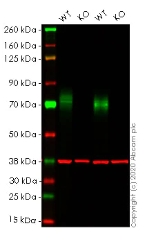 Western blot - Human PVR (Poliovirus Receptor) knockout HEK-293T cell lysate (AB257622)