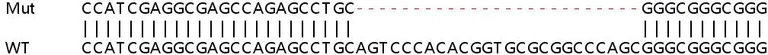 Sanger Sequencing - Human PXK knockout HEK-293T cell lysate (AB259072)