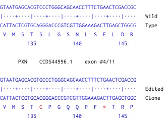Next Generation Sequencing - Human PXN (Paxillin) knockout A-431 cell line (AB261892), expandable thumbnail
