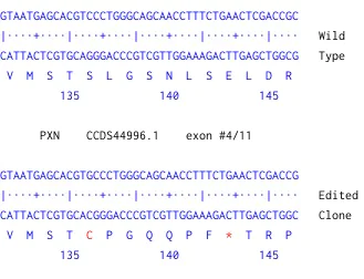 Next Generation Sequencing - Human PXN (Paxillin) knockout A-431 cell line (AB261892)