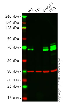 Western blot - Human PXN (Paxillin) knockout A-431 cell line (AB261892), expandable thumbnail