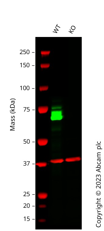 Western blot - Human PXN (Paxillin) knockout A-431 cell line (ab261892), expandable thumbnail