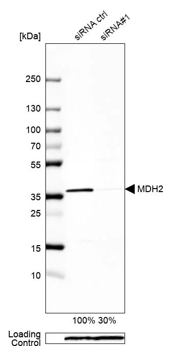 Western blot - Human PXN (Paxillin) knockout A-431 cell line (AB261892)