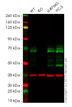 Western blot - Human PXN (Paxillin) knockout A-431 cell lysate (AB261701)
