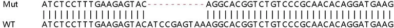 Sanger Sequencing - Human QRICH1 (Glutamine-rich protein 1) knockout HeLa cell lysate (AB263323)