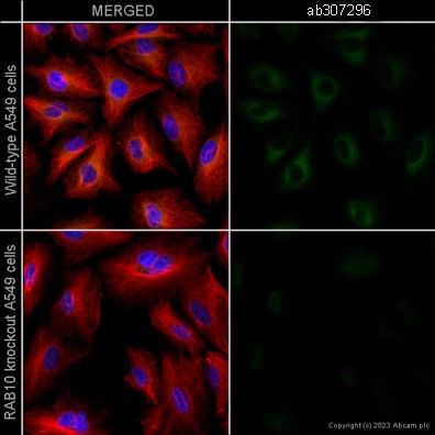 Immunocytochemistry/ Immunofluorescence - Human RAB10 knockout A549 cell line (AB261868)