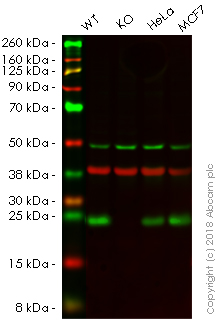 Human RAB10 knockout A549 cell line