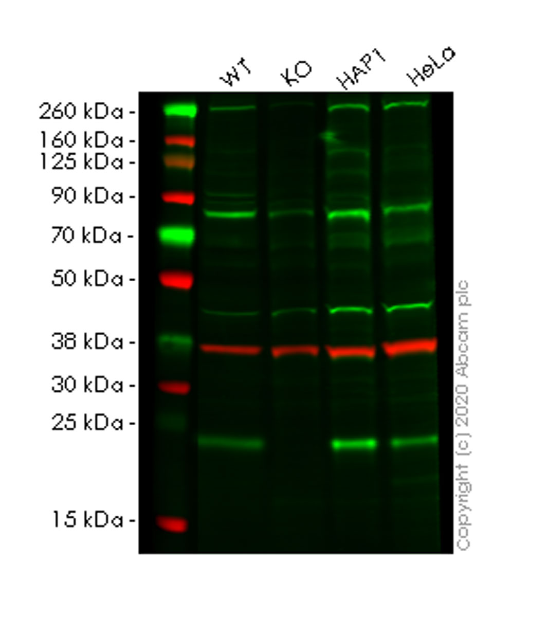 Western blot - Human RAB13 knockout HEK-293T cell line (AB266843)