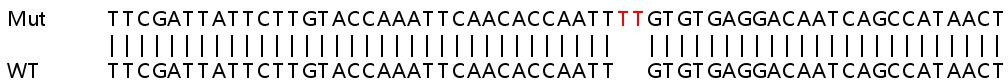 Sanger Sequencing - Human RAB14 knockout HEK-293T cell lysate (AB258160), expandable thumbnail