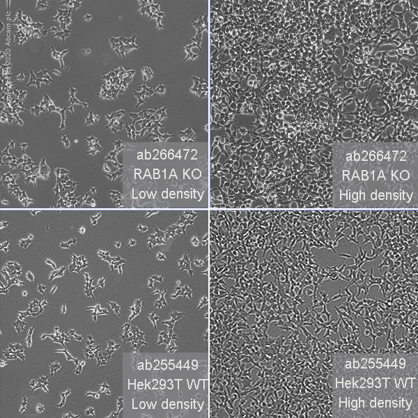 Cell Culture - Human RAB1A knockout HEK-293T cell line (AB266472)