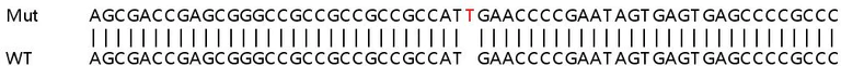 Sanger Sequencing - Human RAB1B knockout HEK-293T cell line (AB266502)
