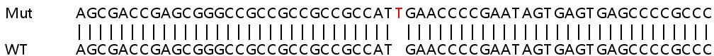 Sanger Sequencing - Human RAB1B knockout HEK-293T cell lysate (AB259074)