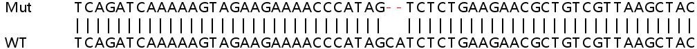 Sanger Sequencing - Human RAB27A knockout A549 cell lysate (AB258618), expandable thumbnail