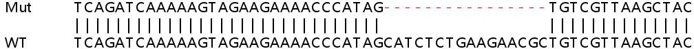 Sanger Sequencing - Human RAB27A knockout A549 cell lysate (AB258618), expandable thumbnail