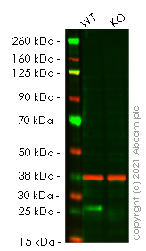 Western blot - Human RAB27A knockout A549 cell lysate (AB258618), expandable thumbnail