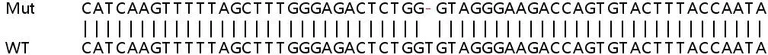 Sanger Sequencing - Human RAB27A knockout HeLa cell line (AB265123)