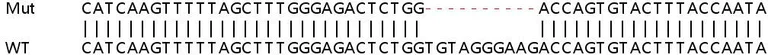 Sanger Sequencing - Human RAB27A knockout HeLa cell line (AB265123)