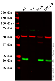 Western blot - Human RAB29 knockout A549 cell line (AB280040)