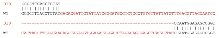 Sanger Sequencing - Human RAB29 knockout A549 cell lysate (AB280099)