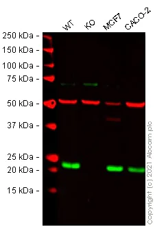 Western blot - Human RAB29 knockout A549 cell lysate (AB280099)