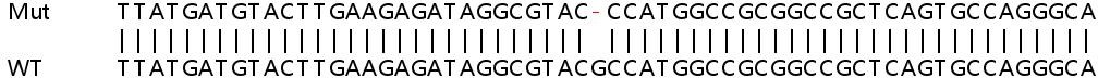 Sanger Sequencing - Human RAB2A (Rab2) knockout HEK-293T cell lysate (AB258620)