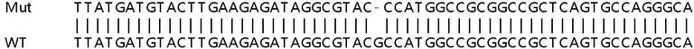 Sanger Sequencing - Human RAB2A (Rab2) knockout HEK-293T cell lysate (AB258620)