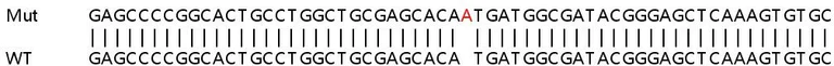 Sanger Sequencing - Human RAB31 knockout HeLa cell lysate (AB263325)