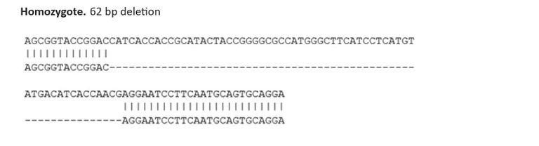 Sanger Sequencing - Human RAB3A knockout SK-N-FI cell line (AB288708)