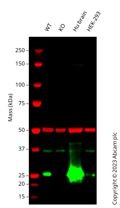 Western blot - Human RAB3A knockout SK-N-FI cell line (AB288708)