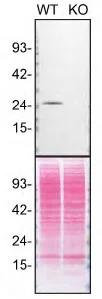 Western blot - Human RAB3A knockout SK-N-FI cell line (AB288708)