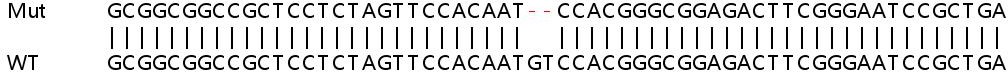 Sanger Sequencing - Human RAB6A (Rab-6) knockout HEK-293T cell line (AB266725)