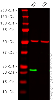 Western blot - Human RAB7A (RAB7) knockout HeLa cell line (AB255423)