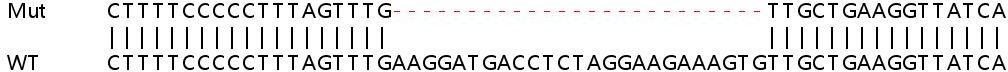 Sanger Sequencing - Human RAB7A (RAB7) knockout HeLa cell lysate (AB263831), expandable thumbnail