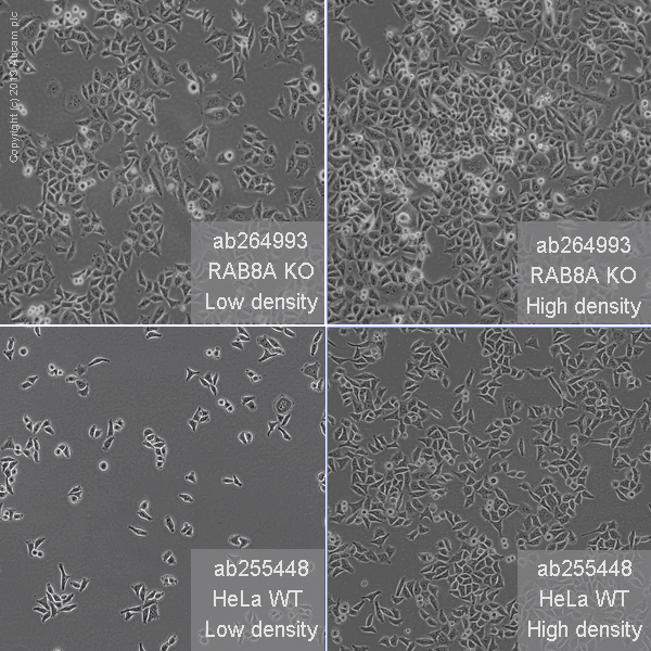 Cell Culture - Human RAB8A knockout HeLa cell line (AB264993), expandable thumbnail