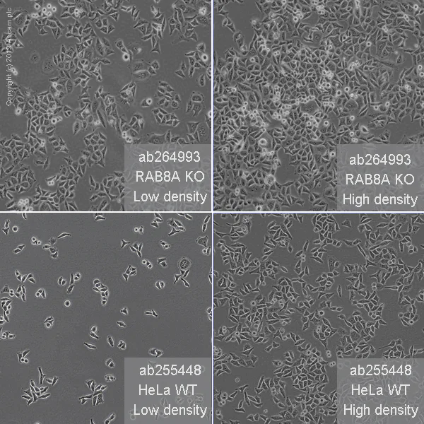 Cell Culture - Human RAB8A knockout HeLa cell line (AB264993)