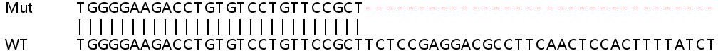 Sanger Sequencing - Human RAB8A knockout HeLa cell lysate (AB257195), expandable thumbnail