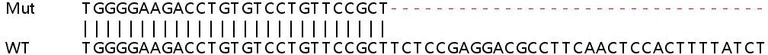 Sanger Sequencing - Human RAB8A knockout HeLa cell lysate (AB257195)
