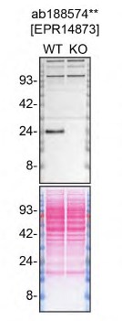Western blot - Human RAB8A knockout HeLa cell lysate (AB257195), expandable thumbnail