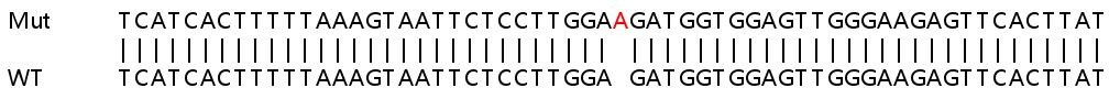 Sanger Sequencing - Human RAB9A (Rab9) knockout HeLa cell lysate (AB257625), expandable thumbnail
